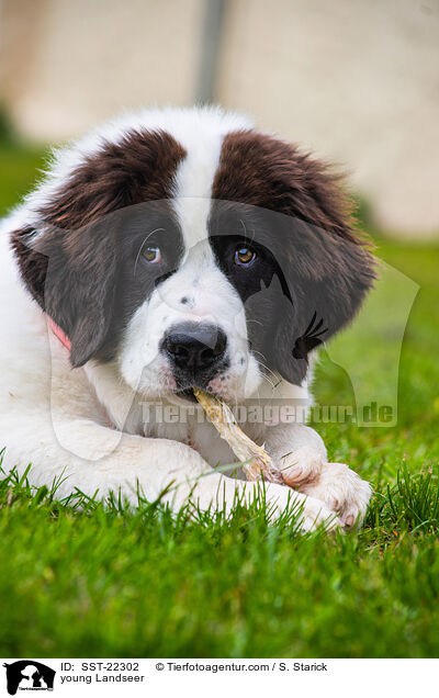 young Landseer / SST-22302