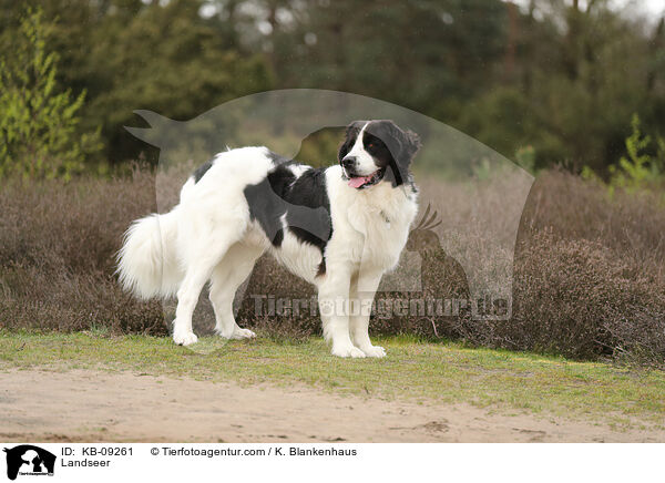 Landseer / Landseer / KB-09261