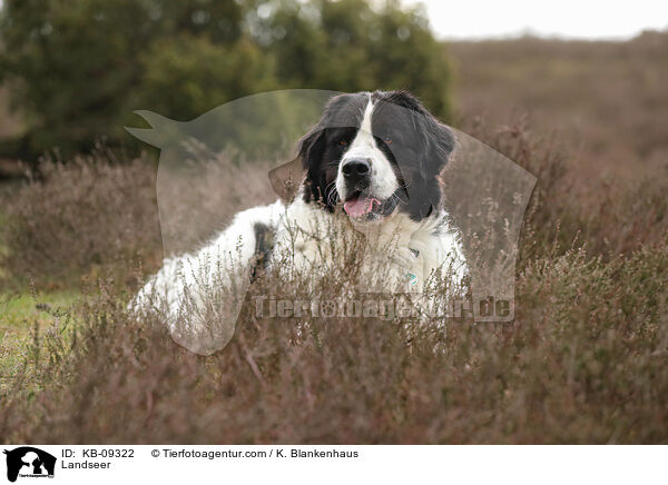 Landseer / Landseer / KB-09322