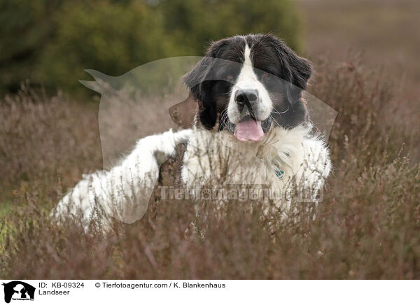Landseer / Landseer / KB-09324