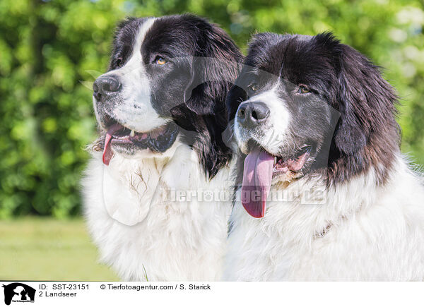 2 Landseer / SST-23151