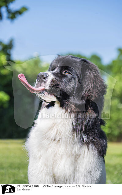 Landseer / SST-23168