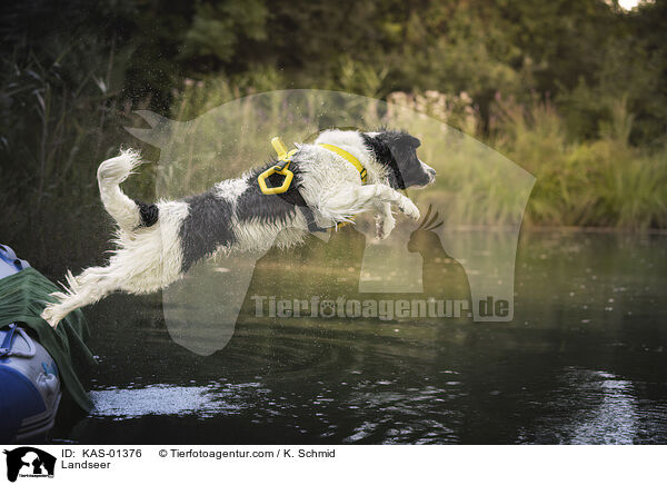 Landseer / Landseer / KAS-01376