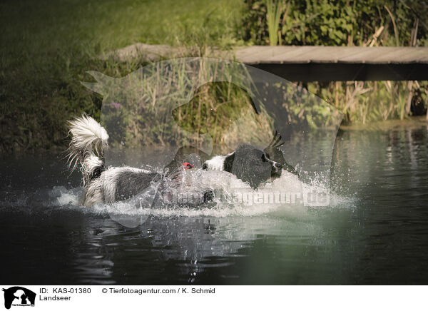 Landseer / Landseer / KAS-01380