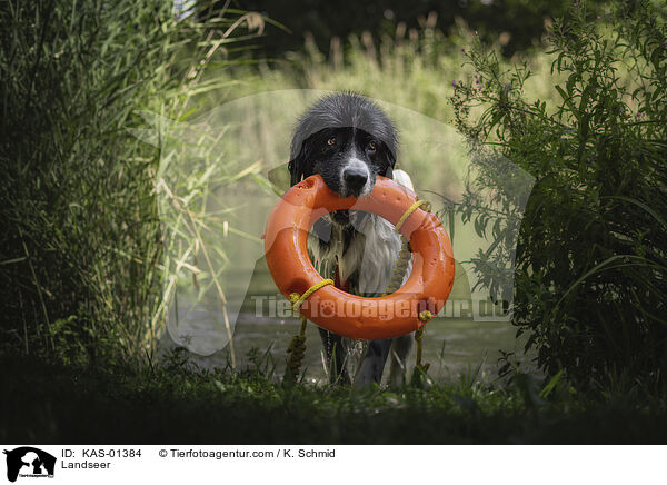 Landseer / Landseer / KAS-01384