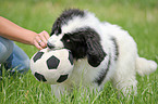 Landseer Puppy