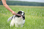 Landseer Puppy