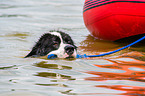 Landseer is trained as a water rescue dog