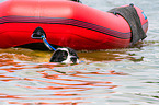 Landseer is trained as a water rescue dog