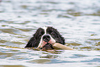 Landseer is trained as a water rescue dog
