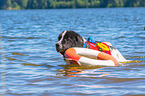 Landseer is trained as a water rescue dog