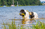 Landseer is trained as a water rescue dog