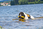 Landseer is trained as a water rescue dog