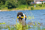 Landseer is trained as a water rescue dog