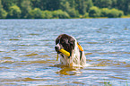 Landseer is trained as a water rescue dog