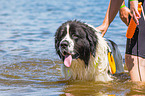 Landseer is trained as a water rescue dog