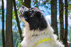 Landseer Portrait