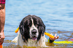 Landseer is trained as a water rescue dog