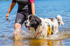 Landseer is trained as a water rescue dog