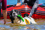 Landseer is trained as a water rescue dog