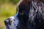 Landseer face