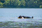 Landseer is trained as a water rescue dog
