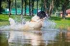 Landseer is trained as a water rescue dog