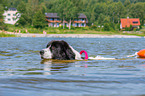 Landseer is trained as a water rescue dog