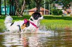 Landseer is trained as a water rescue dog