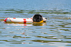 Landseer is trained as a water rescue dog