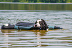 Landseer is trained as a water rescue dog