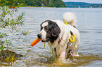 Landseer is trained as a water rescue dog
