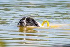 Landseer is trained as a water rescue dog