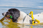 Landseer is trained as a water rescue dog