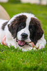 young Landseer