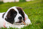 young Landseer