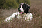 Landseer