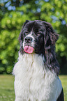 Landseer