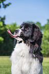 Landseer