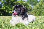Landseer