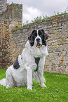 Landseer