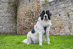 Landseer