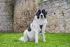 Landseer