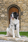 Landseer