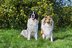 Landseer and Collie
