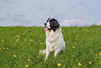 adult Landseer