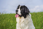 adult Landseer