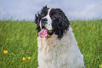 adult Landseer