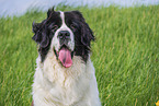 adult Landseer