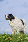adult Landseer
